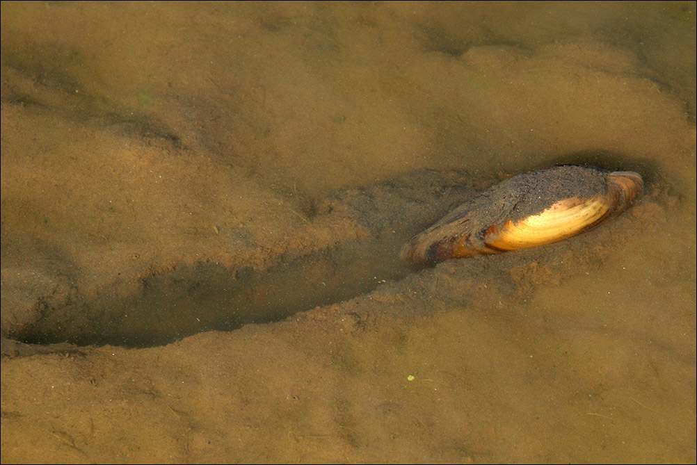 Bivalve d''acqua dolce: Anodonta  cygnea